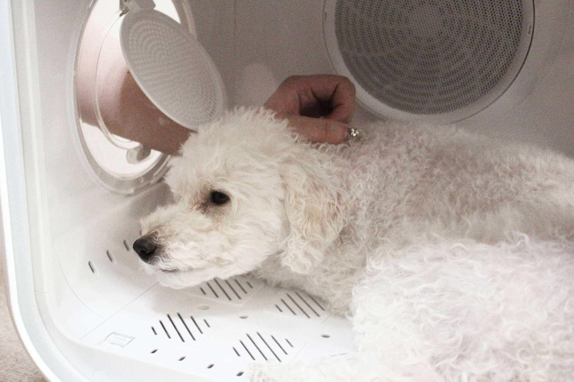 横の窓から撫でる様子