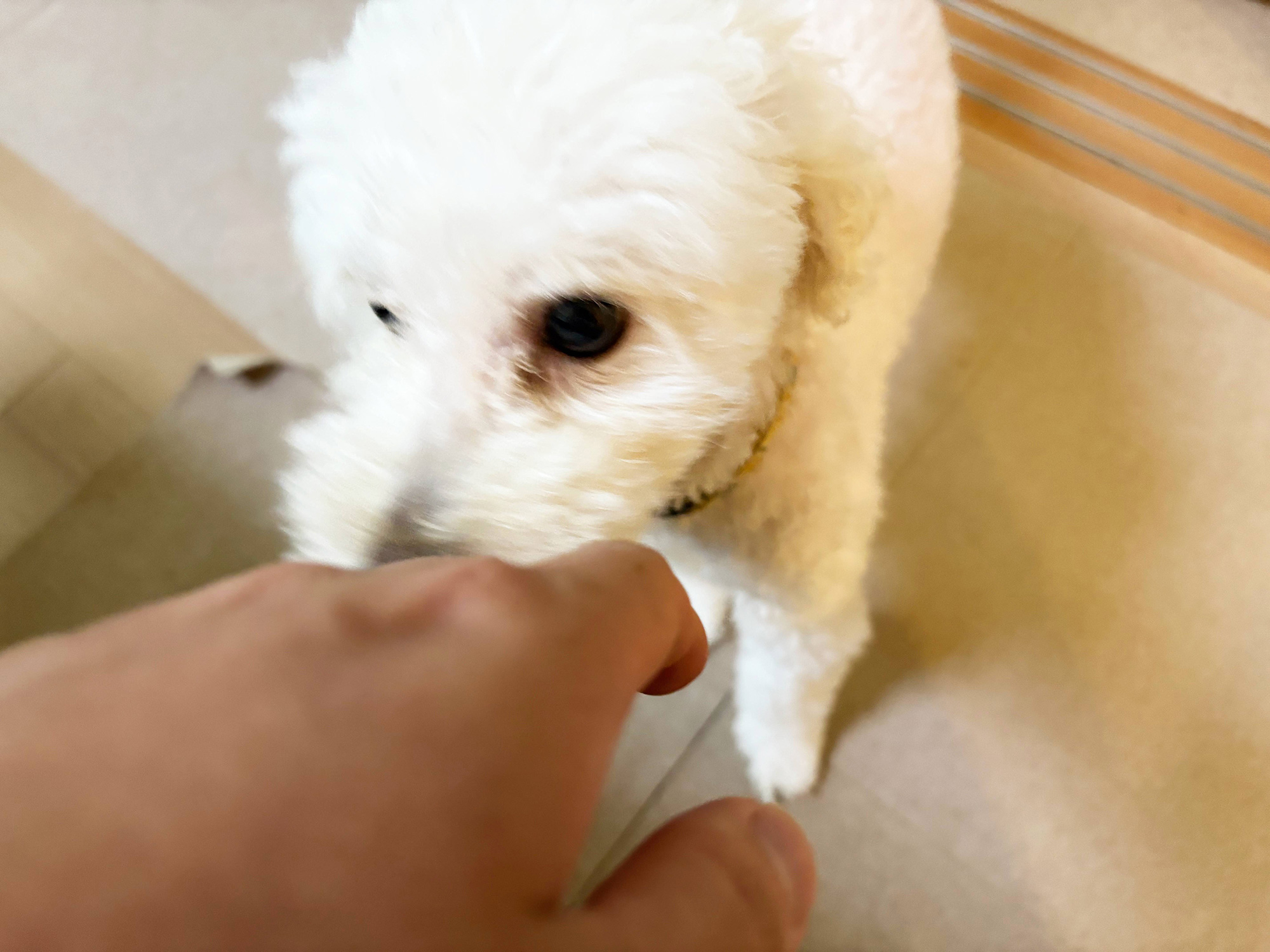 ブラッシングを終えたまる